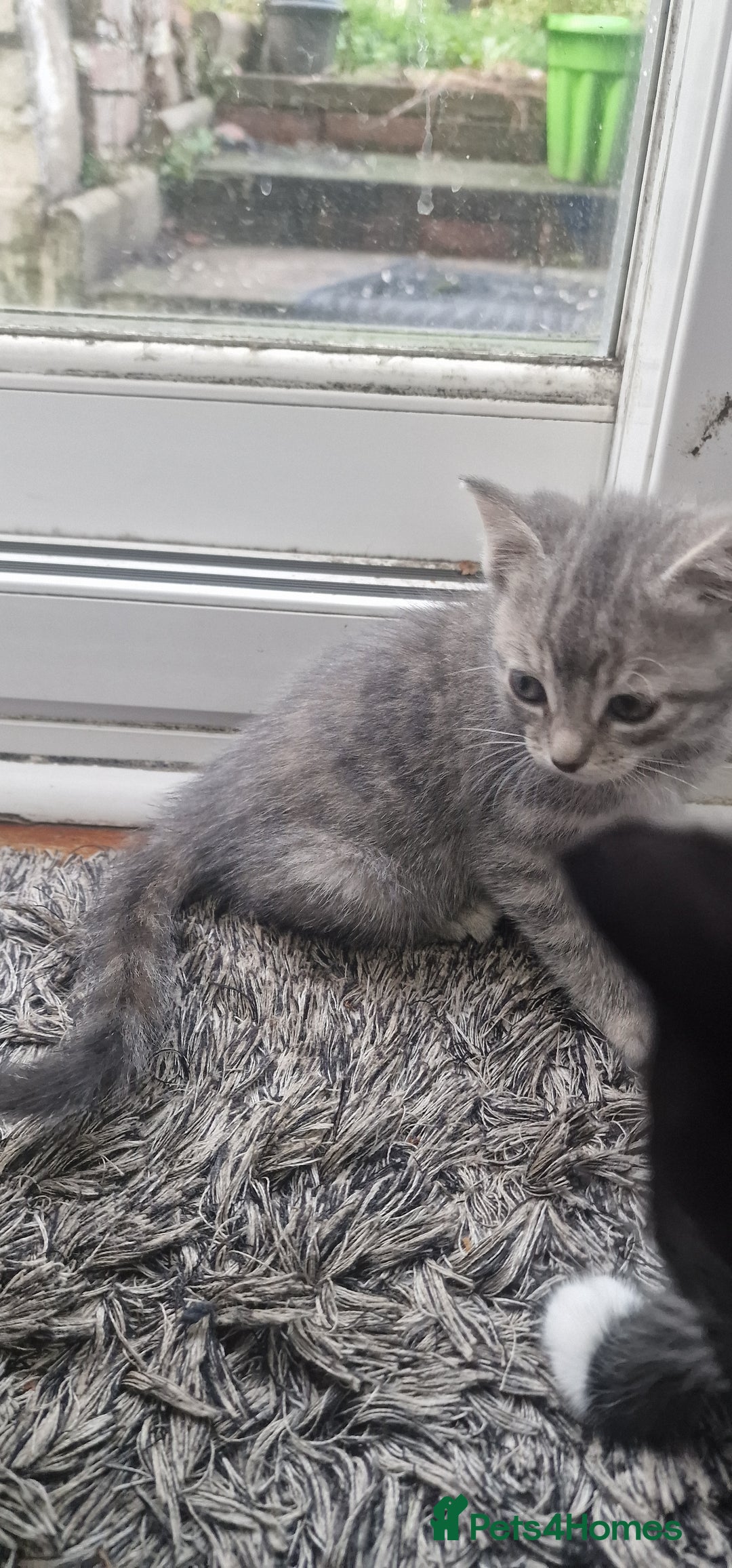 Mixed Breed cats for sale: 😻 Scottish Mix Cuties - Image 4