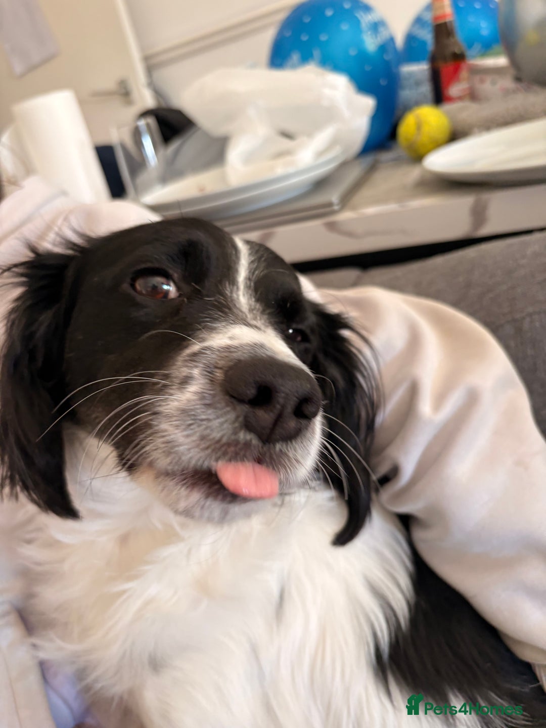 Mixed Breed dogs for sale: Ozzy dog  - Advert 1