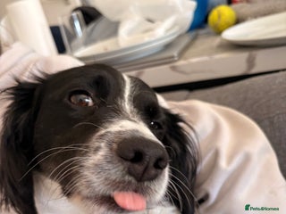 Mixed Breed dogs Ozzy dog - Advert 1