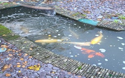Koi Carp fish for sale: Variety of koi fish size from 35cm to 45 - Advert 3