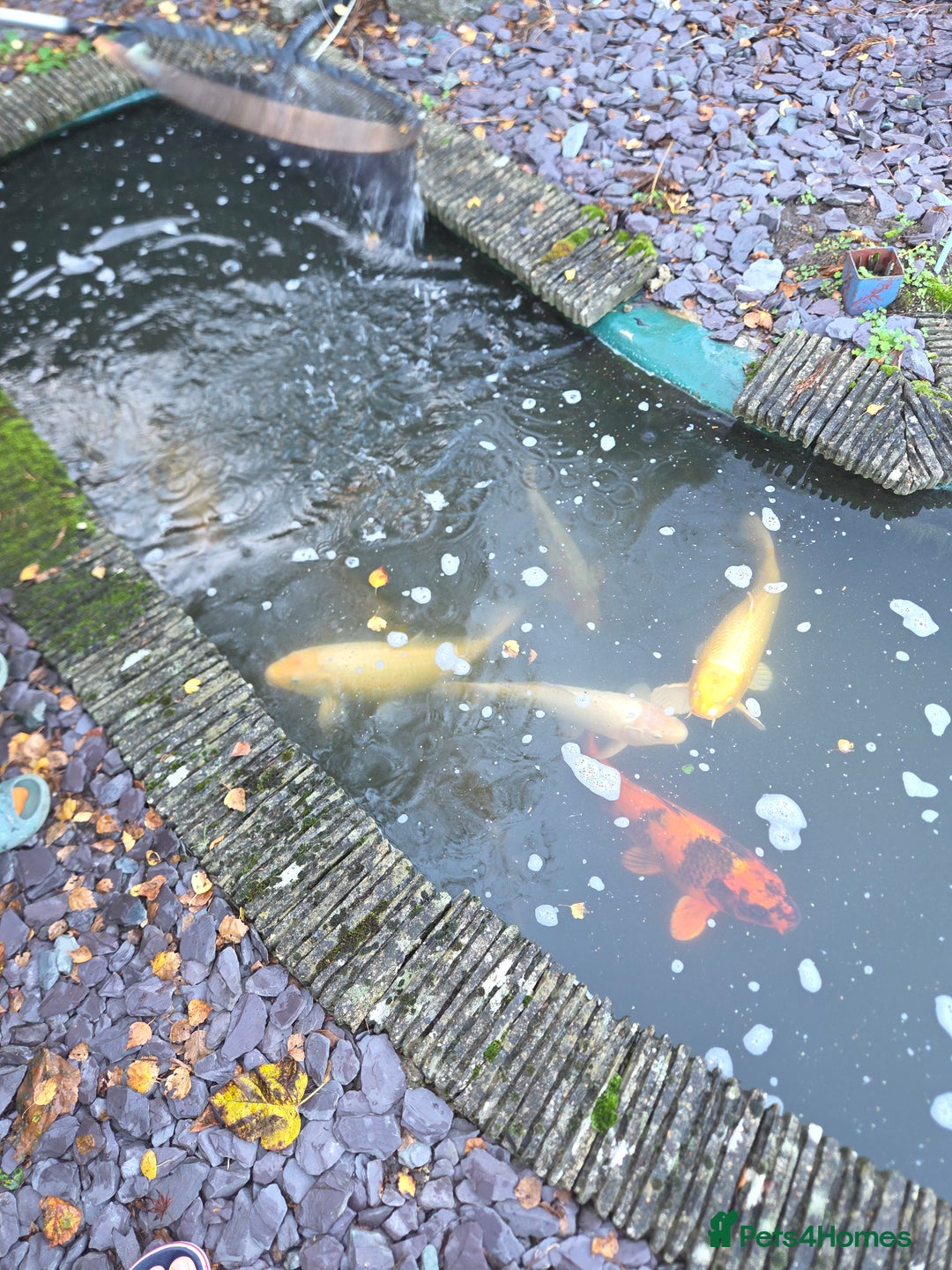 Koi Carp fish for sale: Variety of koi fish size from 35cm to 45 - Advert 3