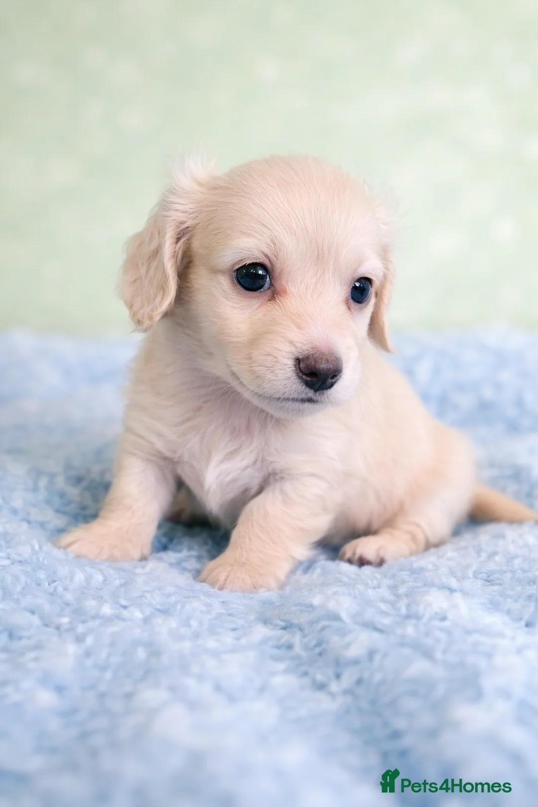 Miniature Dachshund dogs for sale: English cream mini longhair dachshunds  - Advert 2