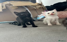 Ragdoll cats for sale: Ragdoll x Russian white kittens  - Image 6
