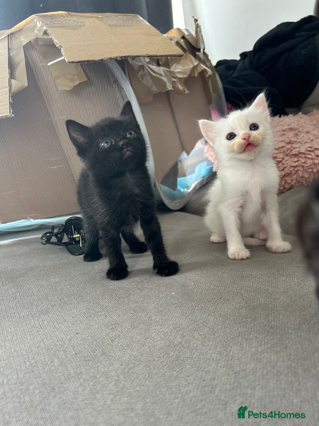 Ragdoll cats for sale: Ragdoll x Russian white kittens  - Image 6