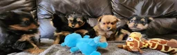 Mixed Breed dogs for sale: 3 puppies left  - Advert 14