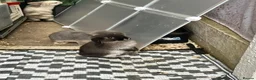 Dwarf Lop rabbits for sale: Dwarf Lop baby rabbits  - Advert 4