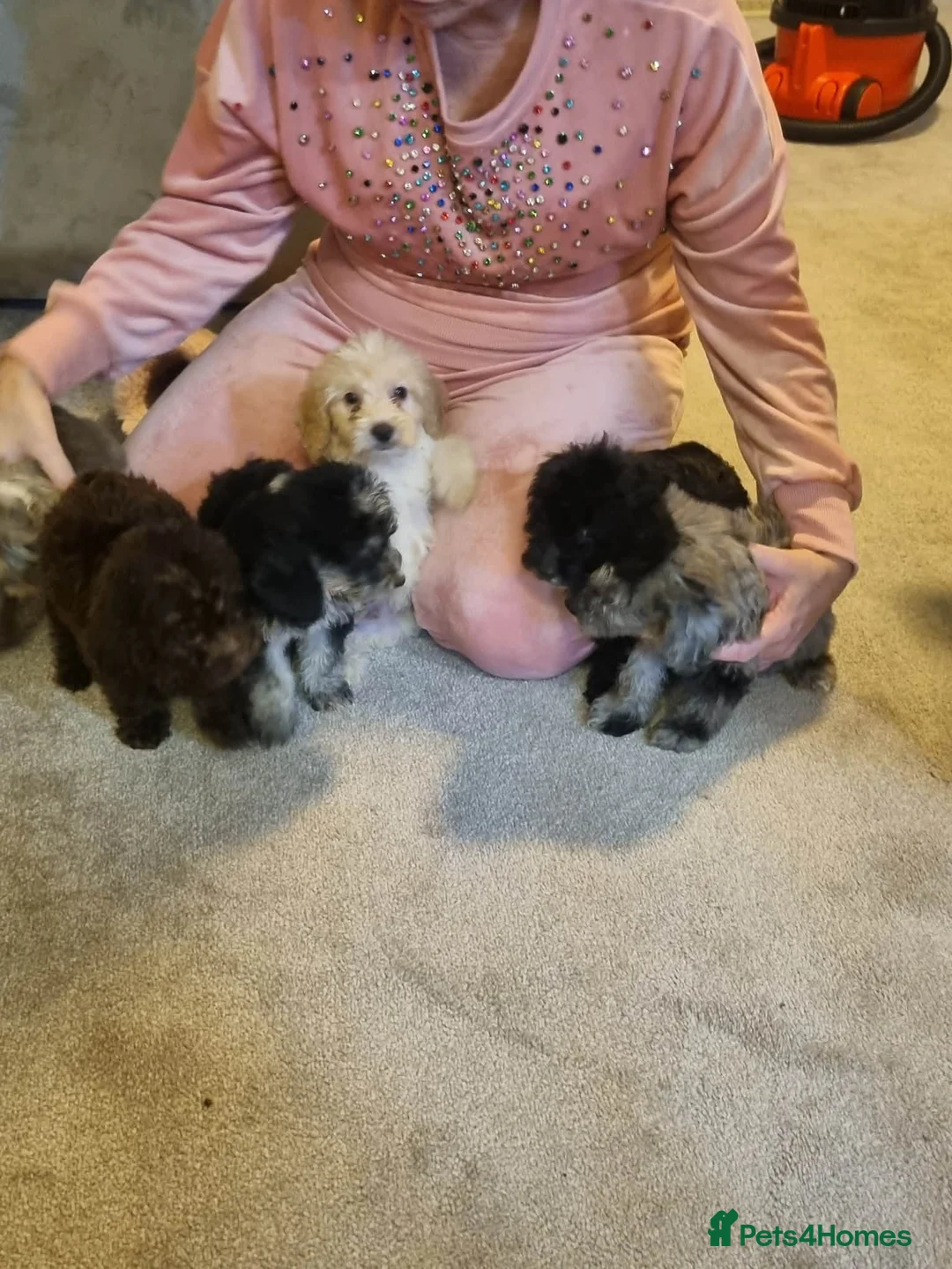 Cockapoo dogs for sale: Beautiful cockapoo  - Advert 20