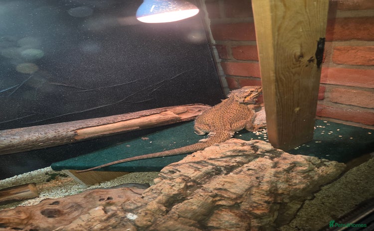 Bearded Dragon reptiles - Advert 1