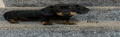 Miniature Dachshund Puppy 1