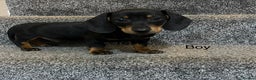 Miniature Dachshund dogs for sale: Miniature dachshund puppies  - Advert 4