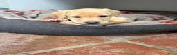 Labrador Retriever dogs for sale: Yellow KC, health tested Labradors  - Advert 4