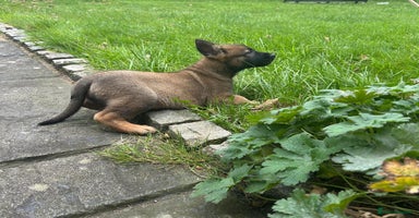 German Shepherd dogs - Advert 13
