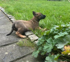 German Shepherd dogs - Advert 3