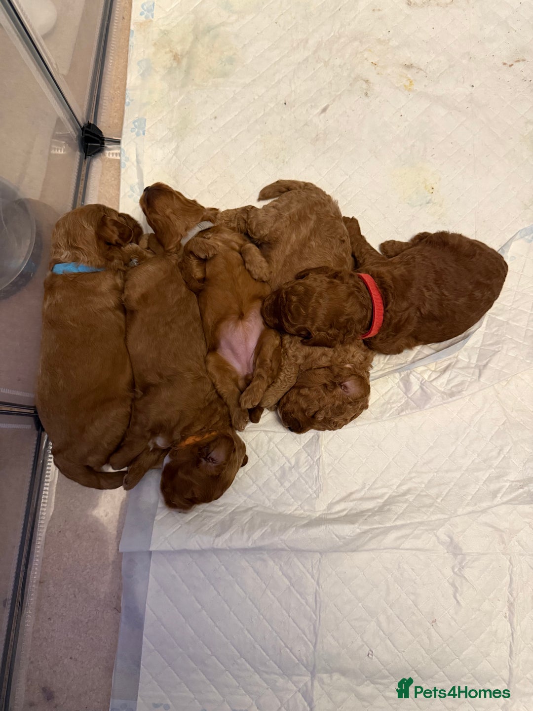 Cockapoo dogs for sale: Championship bloodline F1B toy Cockapoos  - Advert 25