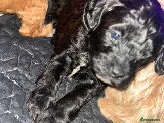 Shihpoo dogs ✨ Only 1 Gorgeous Chocolate Shihpoo Puppy Left ✨ - Advert 2