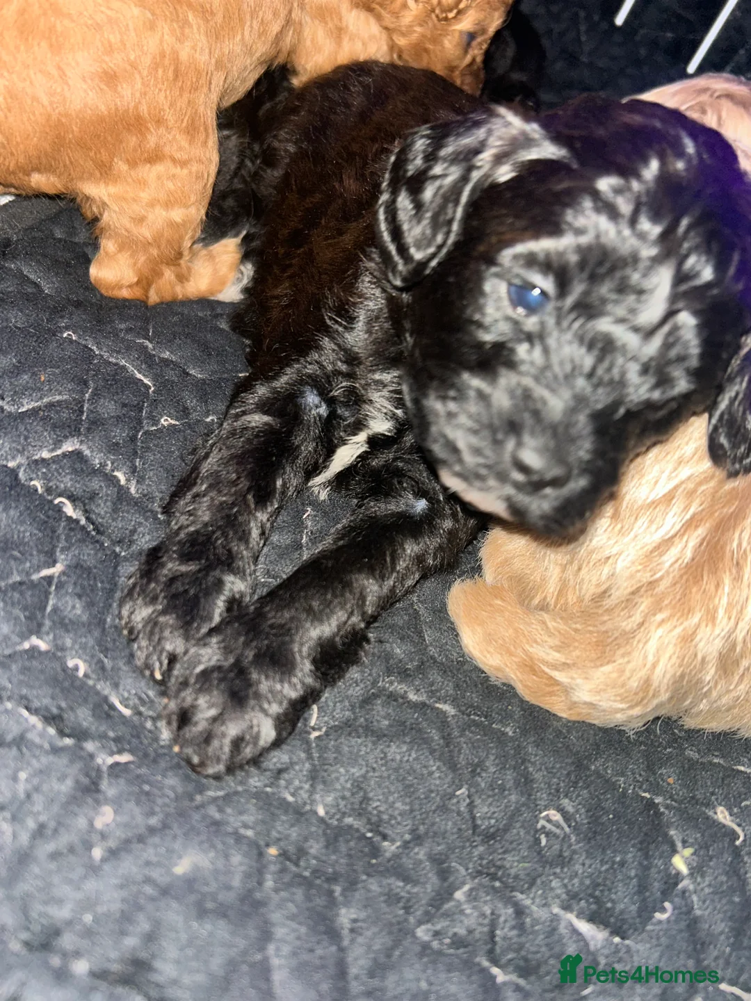 Shihpoo dogs for sale: ✨ REDUCED PRICE. Last Shihpoo Puppy Left  ✨ - Advert 5