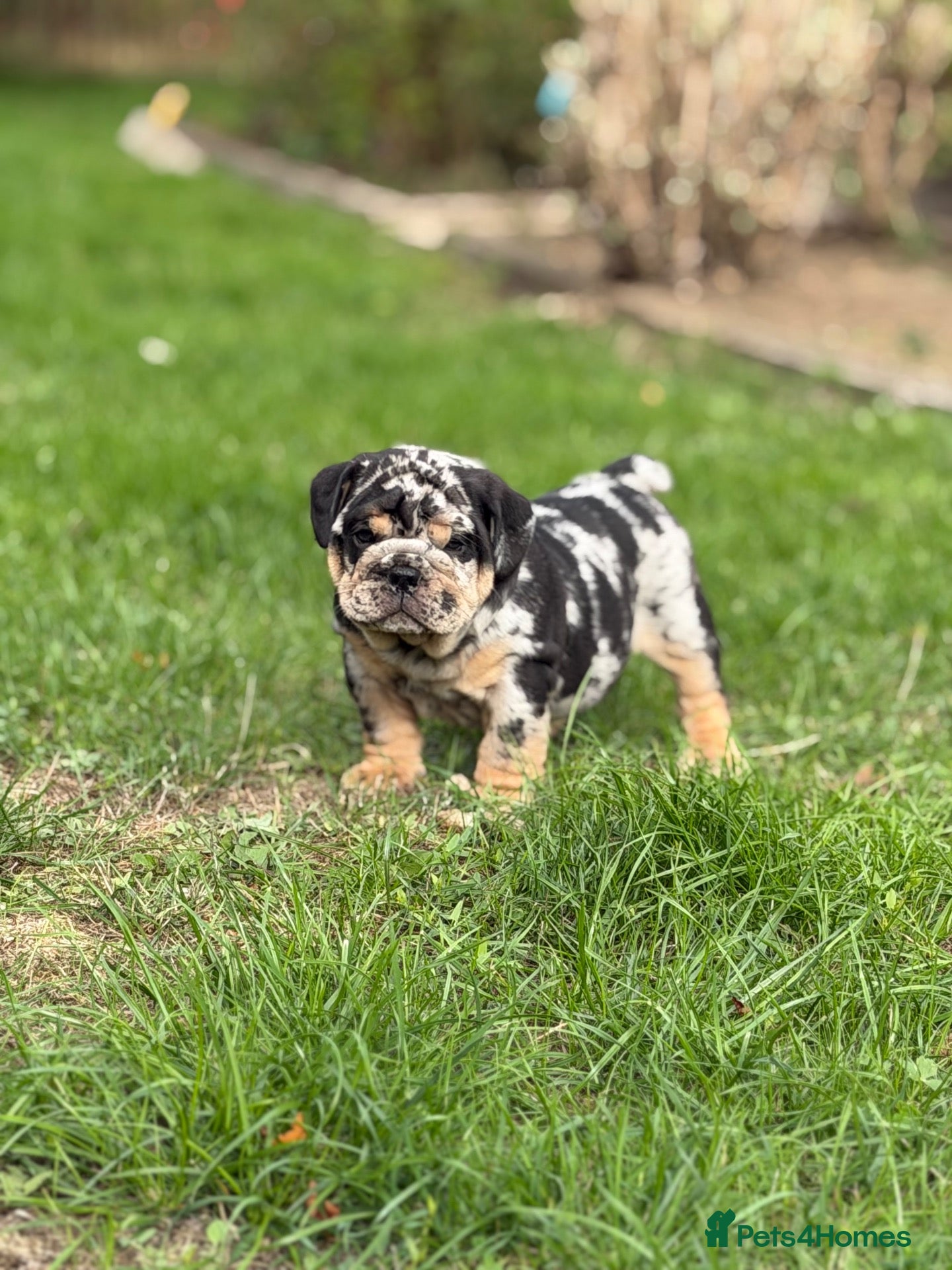 English Bulldog dogs Stunning KC reg English Bulldog puppies. - Advert 1