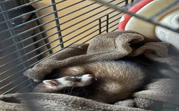 Ferret rodents for sale: Noodle the ferret! 🐾  - Image 2