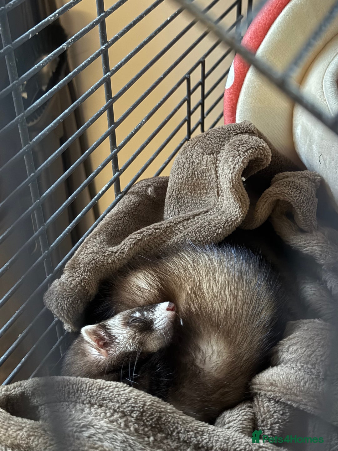 Ferret rodents for sale: Noodle the ferret! 🐾  - Image 2