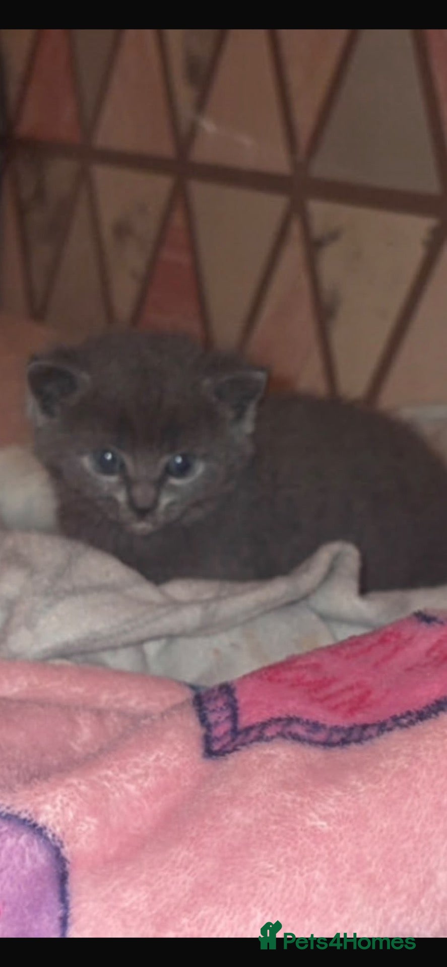 British Shorthair cats Female British shorthair kitten - Advert 1