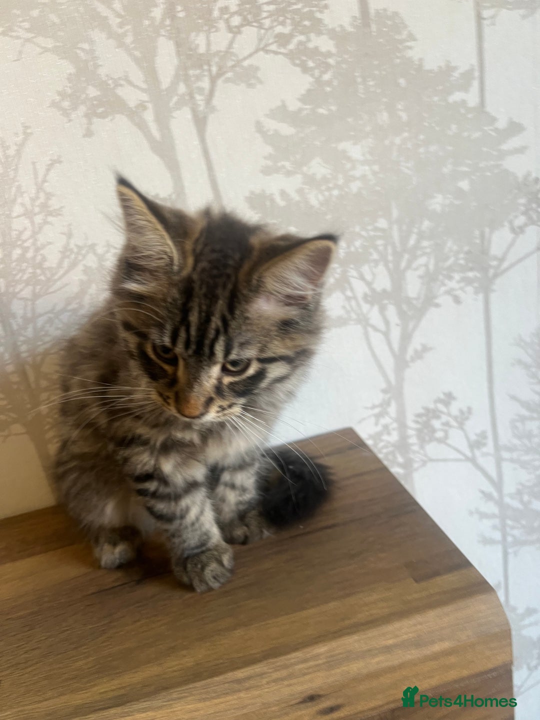Maine Coon cats for sale:  Two Beautiful Maine Coon Cross Cats for Sale  - Image 8