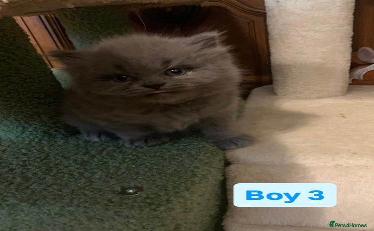 British Longhair cats British Long/Short Hair Adorable Kittens - Advert 8