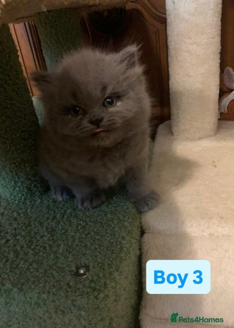 British Longhair cats British Long/Short Hair Adorable Kittens - Advert 8