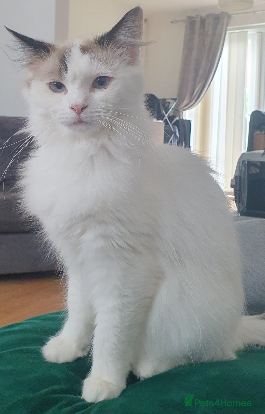 Ragdoll cats for sale: Ragdoll girls need rehomed asap - Image 4