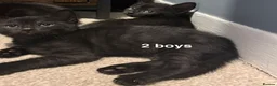 British Shorthair cats for sale: 2 Male Black Kittens in Prenton - Advert 3