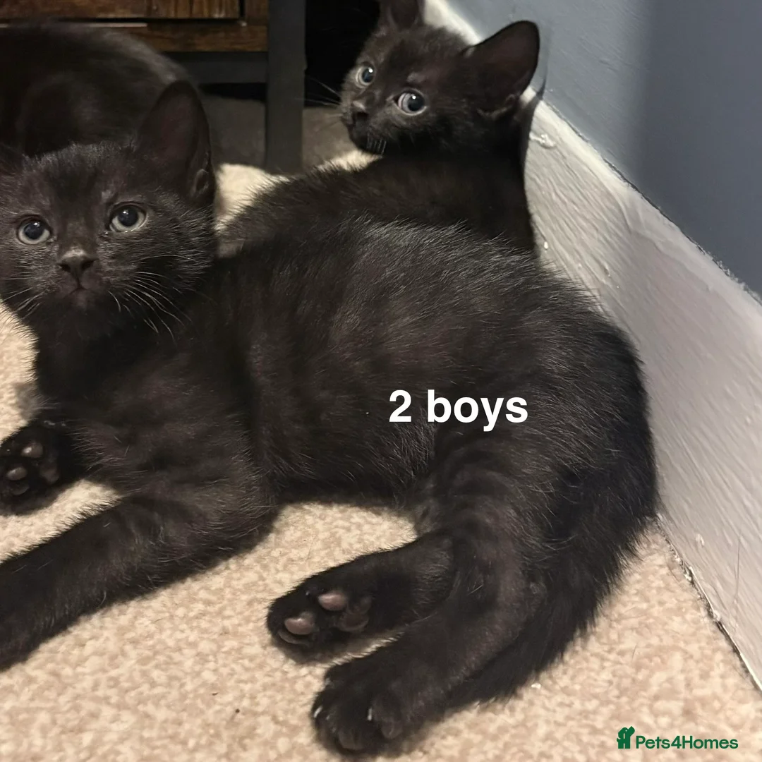 British Shorthair cats for sale: 2 Male Black Kittens in Prenton - Advert 3