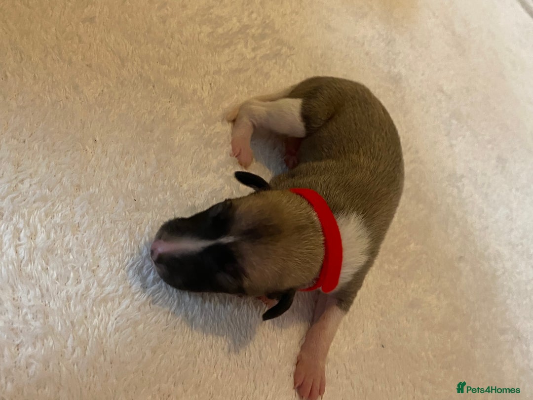 Whippet dogs for sale: 6 Stunning KC Pedigree Whippet Puppies - Image 17
