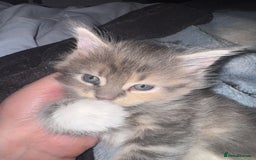 Maine Coon cats for sale: Mainecoons x ragdoll - Image 7