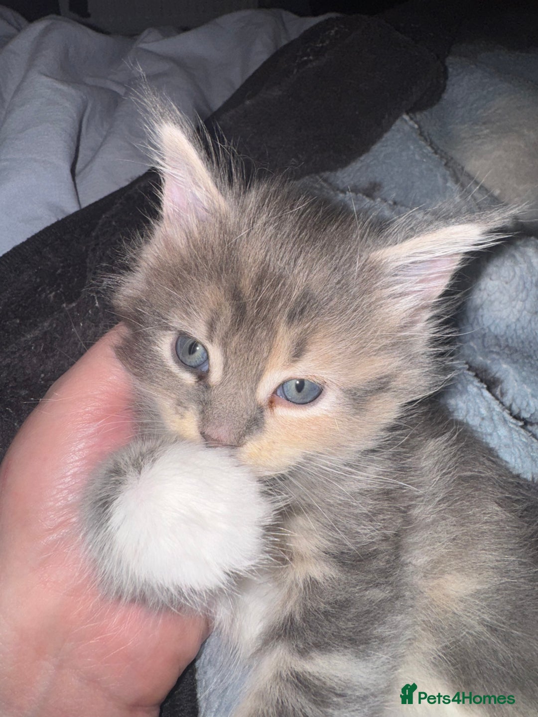 Maine Coon cats for sale: Mainecoons x ragdoll - Image 7