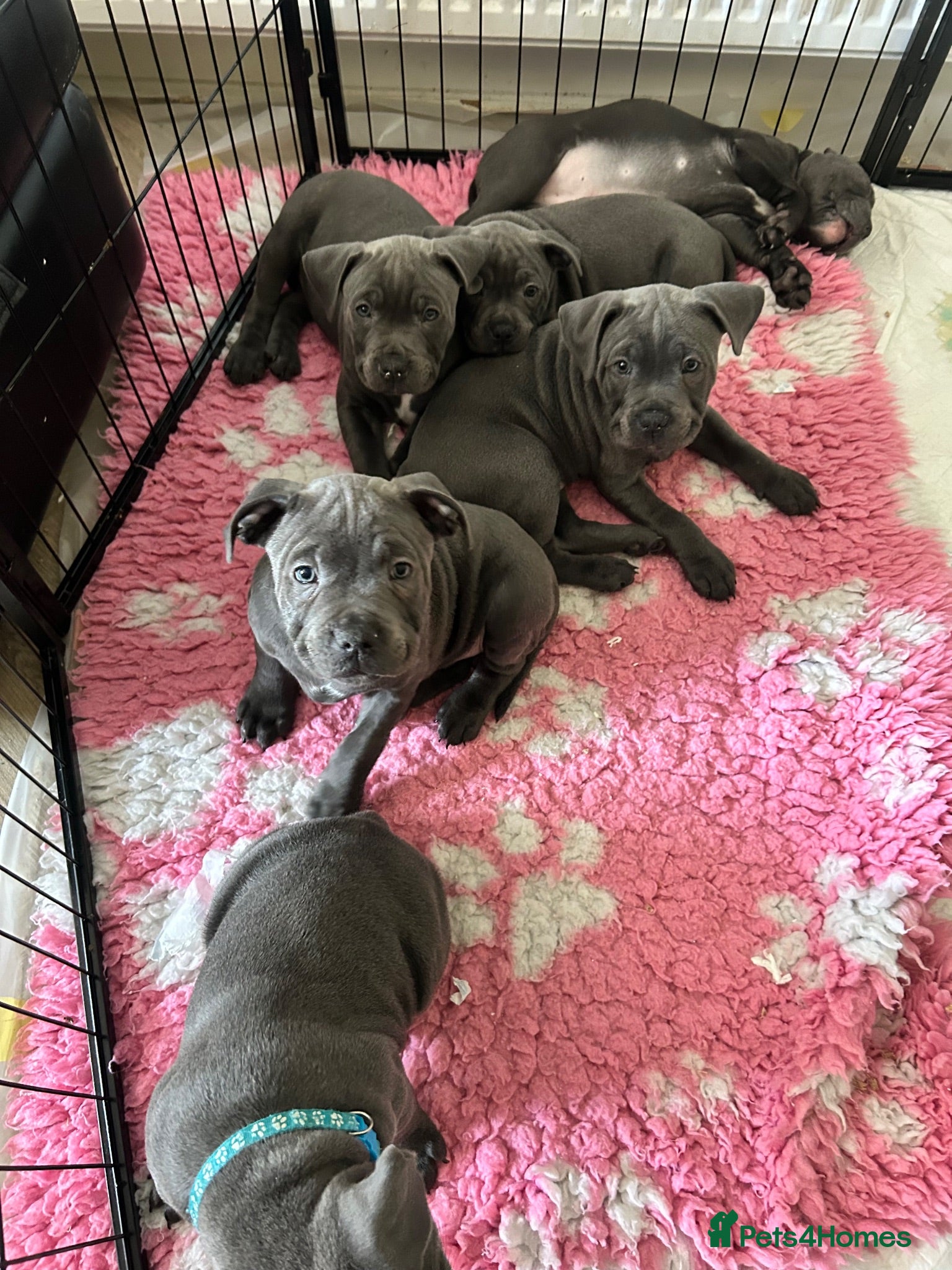 Staffordshire Bull Terrier dogs Blue Staffordshire Bull terrier puppies - Advert 4