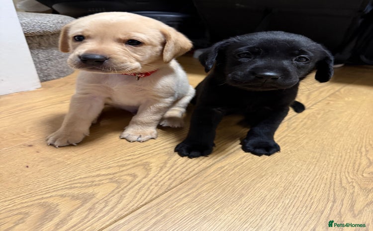 Labrador Retriever dogs - Advert 4