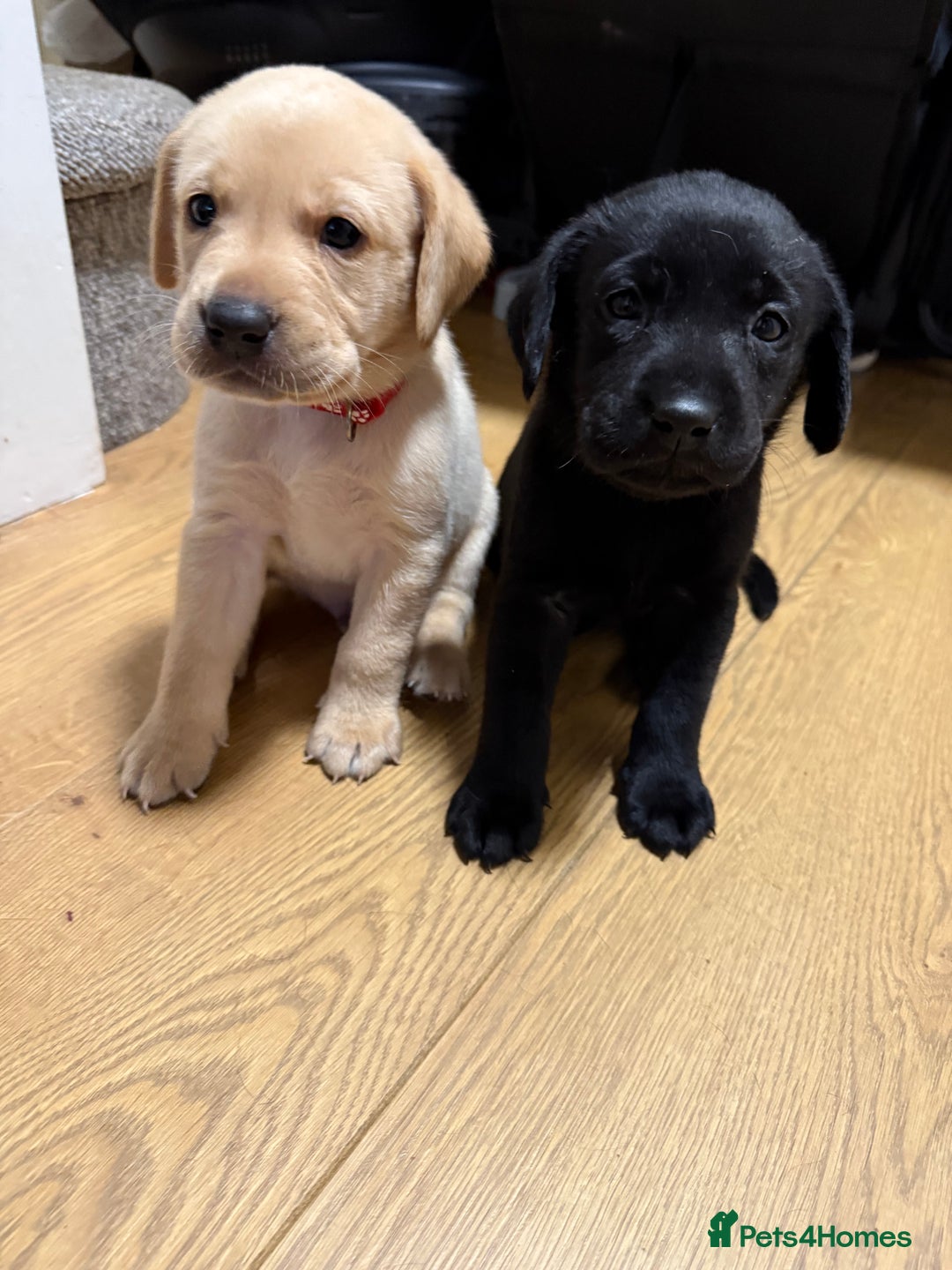 Labrador Retriever dogs for sale: 1 black boy left! ready to leave! Perfect labs! - Image 6
