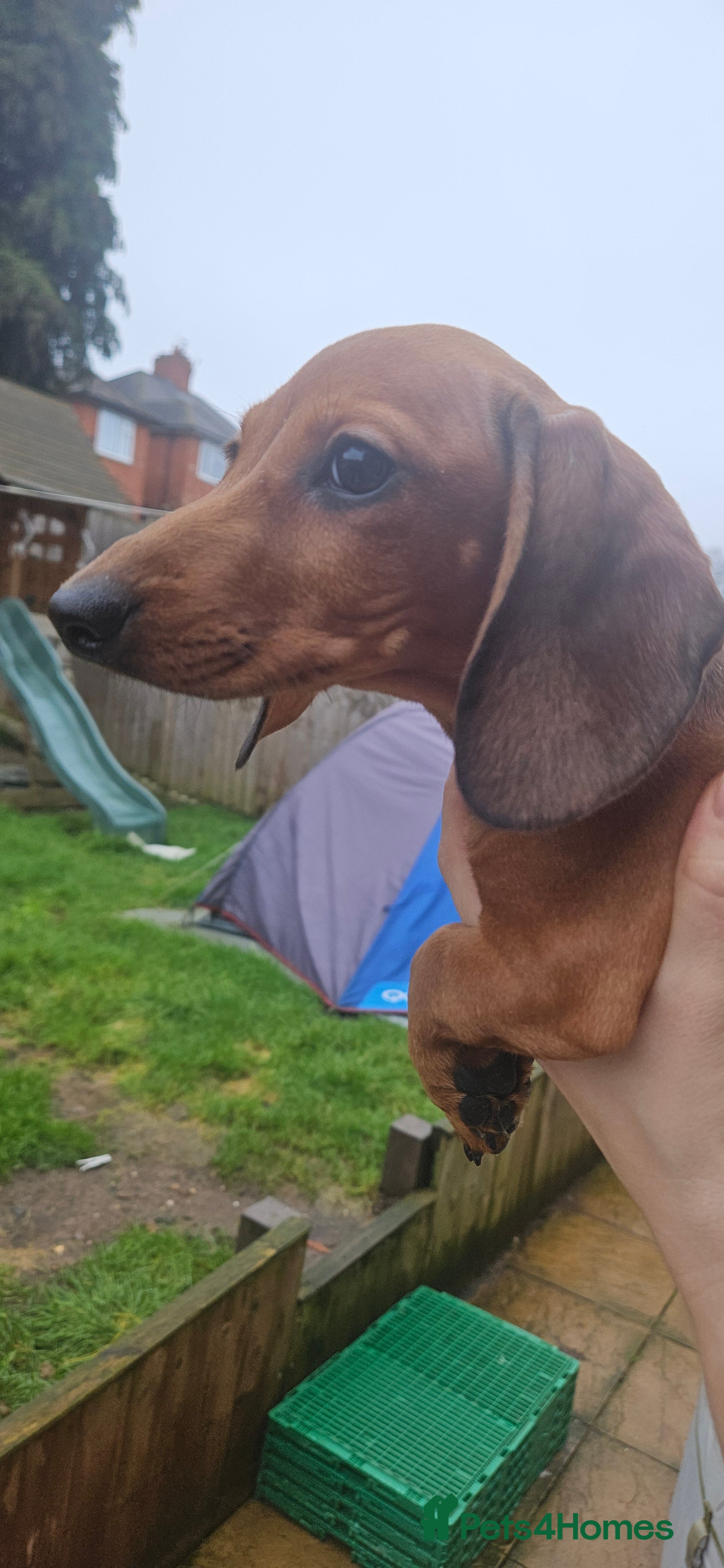 Miniature Dachshund dogs Ready now 🩵🩵🩵🩷🩷 - Advert 10