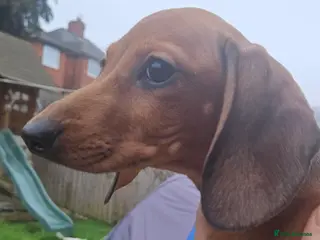 Miniature Dachshund dogs Ready now 🩵🩵🩵🩷🩷 - Advert 10