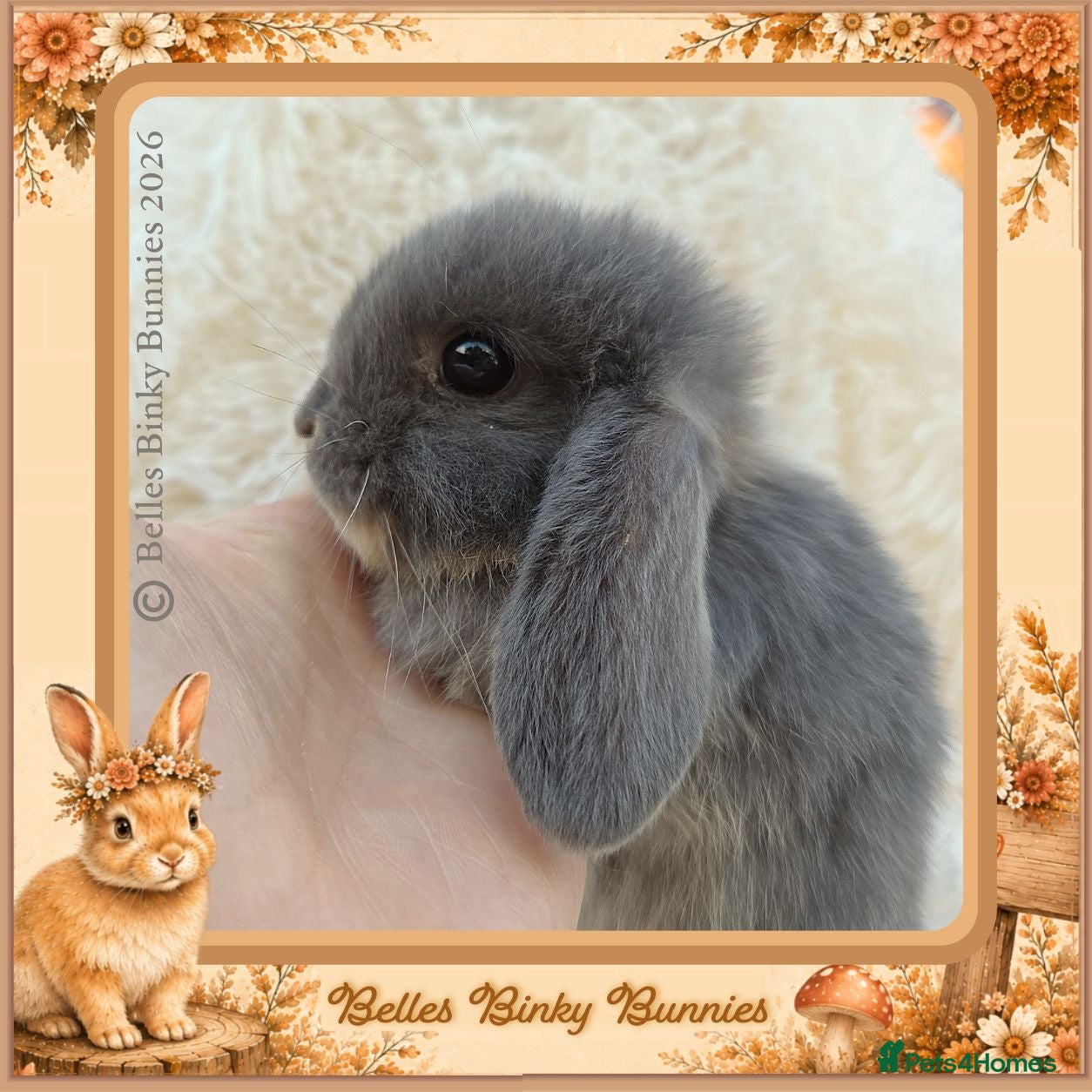 Mini Lop rabbits 🌻One Girl Left 🌻 Ready 18th Sep - Advert 1