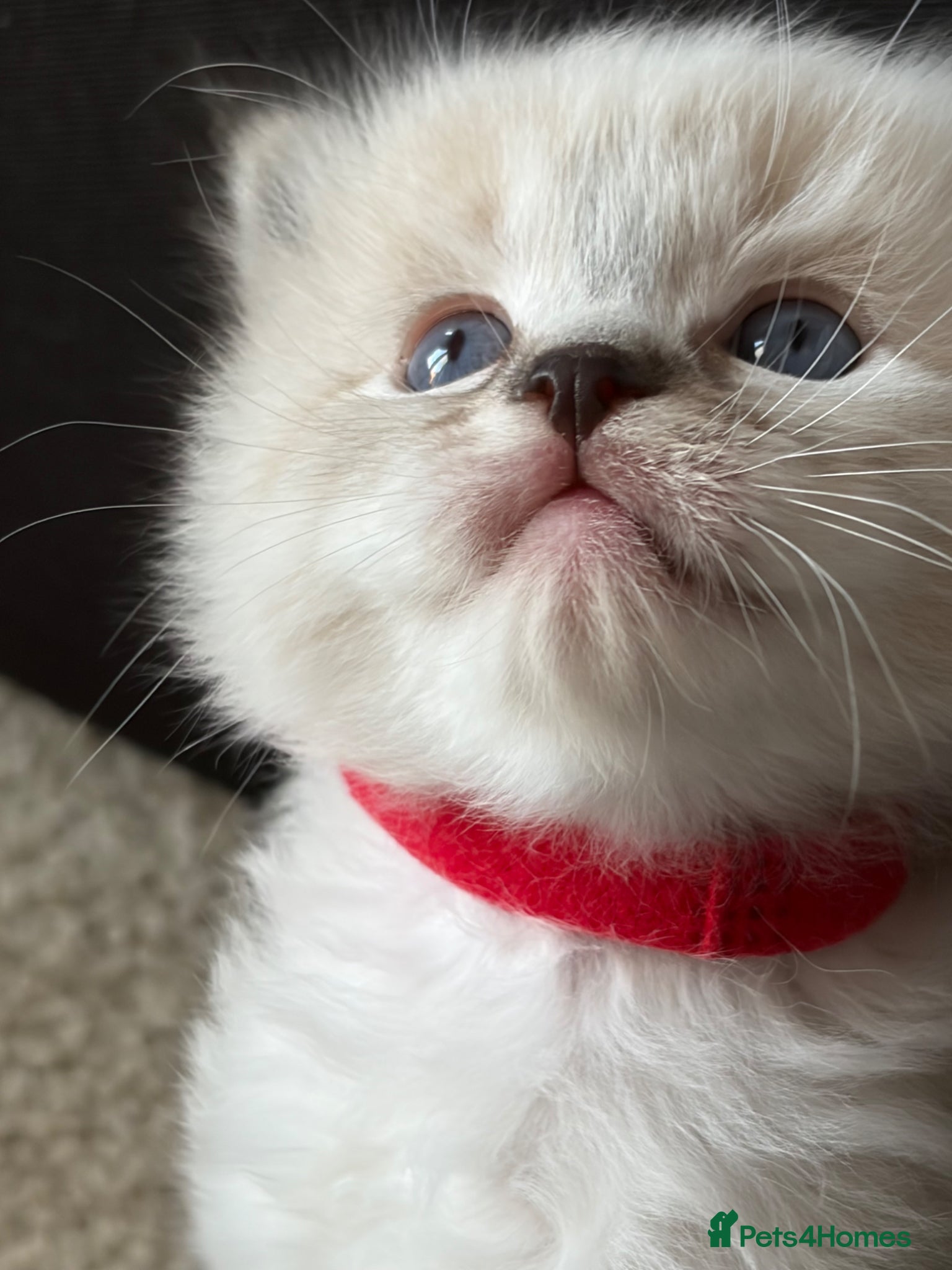 Ragdoll cats ✨Gorgeous ragdoll kittens✨ - Advert 16