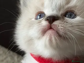 Ragdoll cats ✨Gorgeous ragdoll kittens✨ - Advert 16