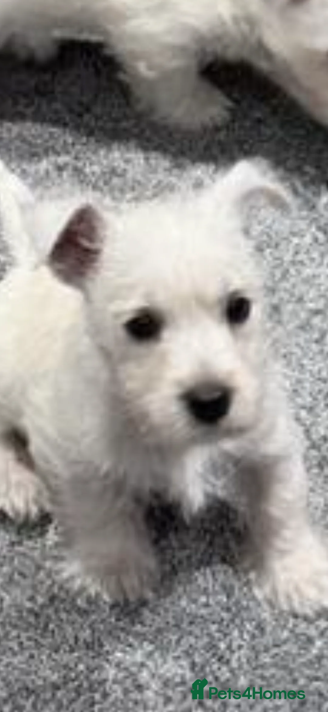 West Highland Terrier dogs for sale: KC REGISTERED WEST HIGHLAND TERRIERS - Advert 12