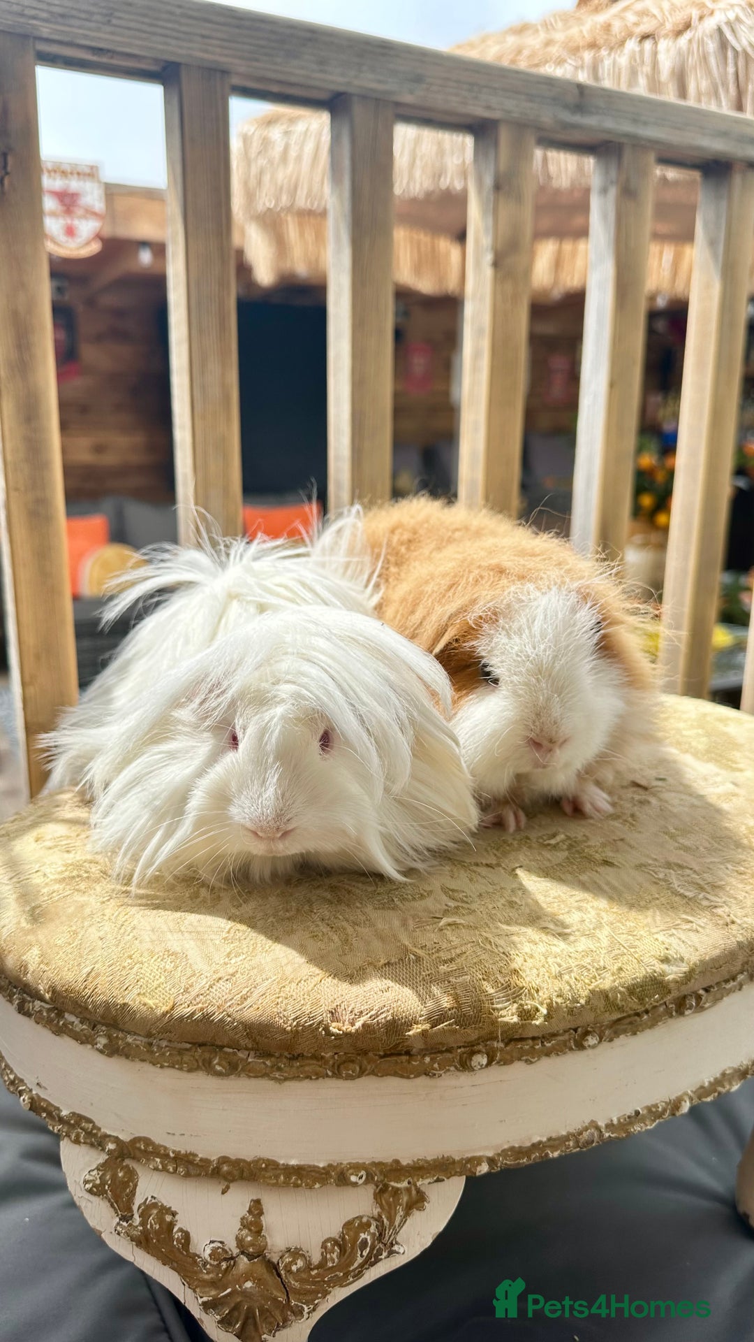 Guinea Pig rodents for sale: Swiss boar / Peruvian boar  in Wickford - Image 3