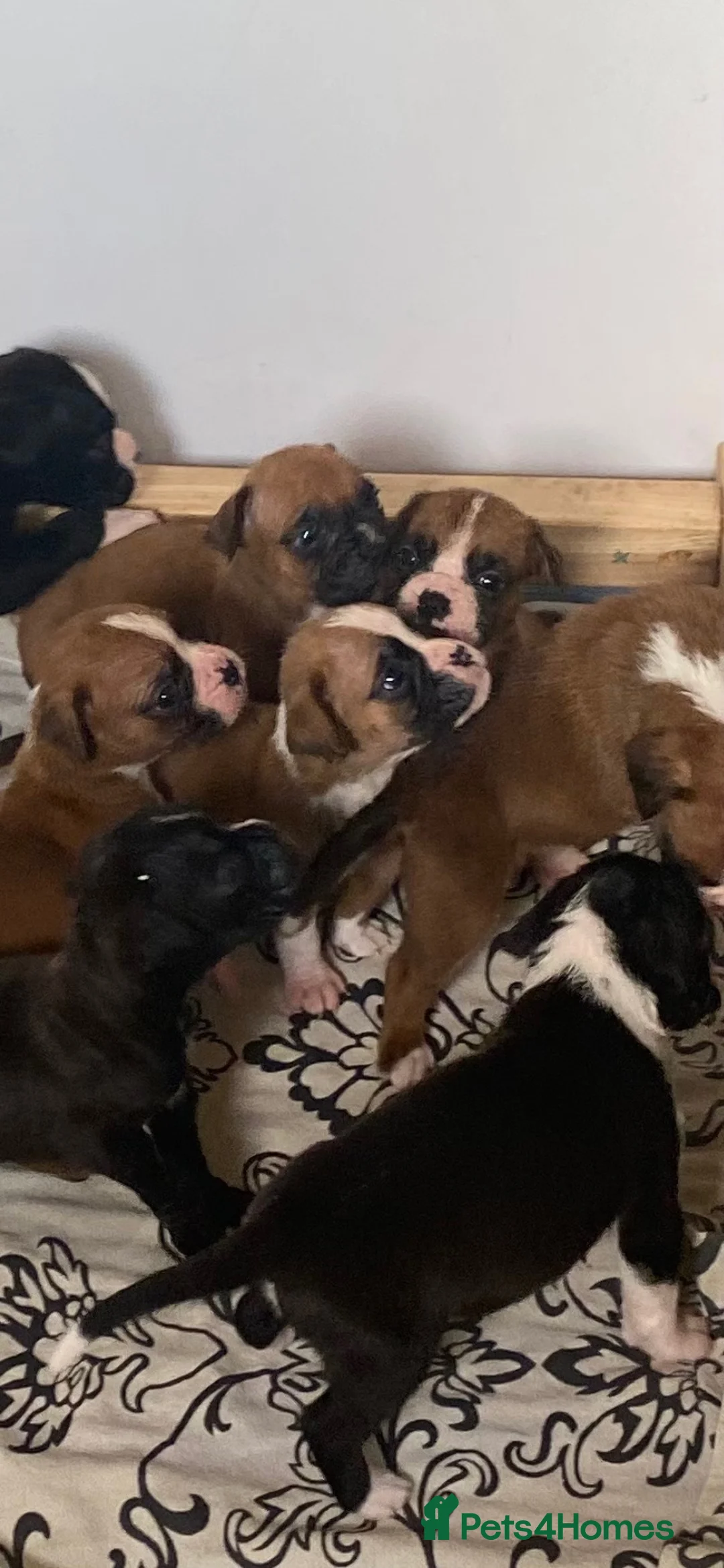 Boxer dogs for sale: Kc reg boxer pups bobtail and full tail  - Advert 31