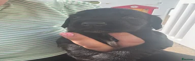 Cocker Spaniel 2