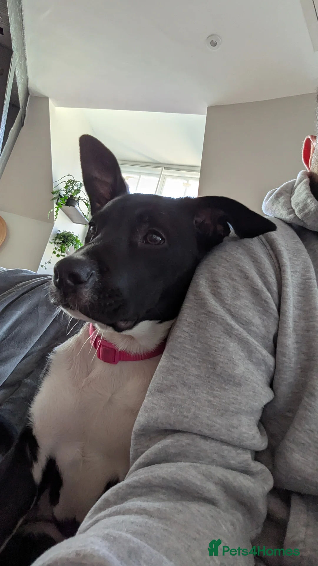 Mixed Breed dogs for sale: Beautiful Lola - Advert 4