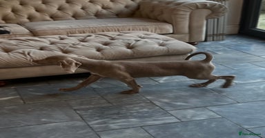 Weimaraner dogs - Advert 8
