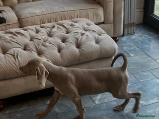 Weimaraner dogs - Advert 2