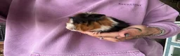 Guinea Pig rodents for sale: Beautiful Baby Guinea Pigs Boys 4 Weeks  - Advert 4