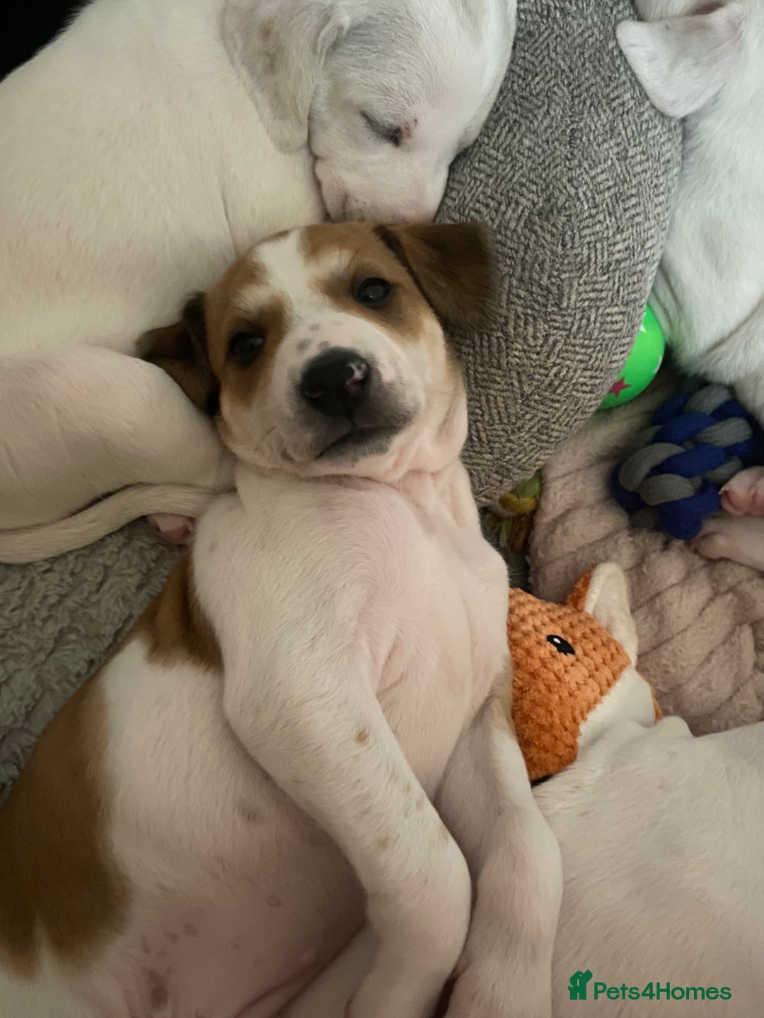 Mixed Breed dogs for sale: adorable Lurcher puppies - Image 14